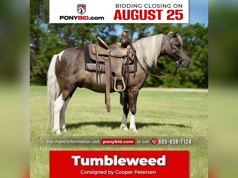 Altri pony/cavalli di piccola taglia Castrone 11 Anni 107 cm Pezzato in Corsica