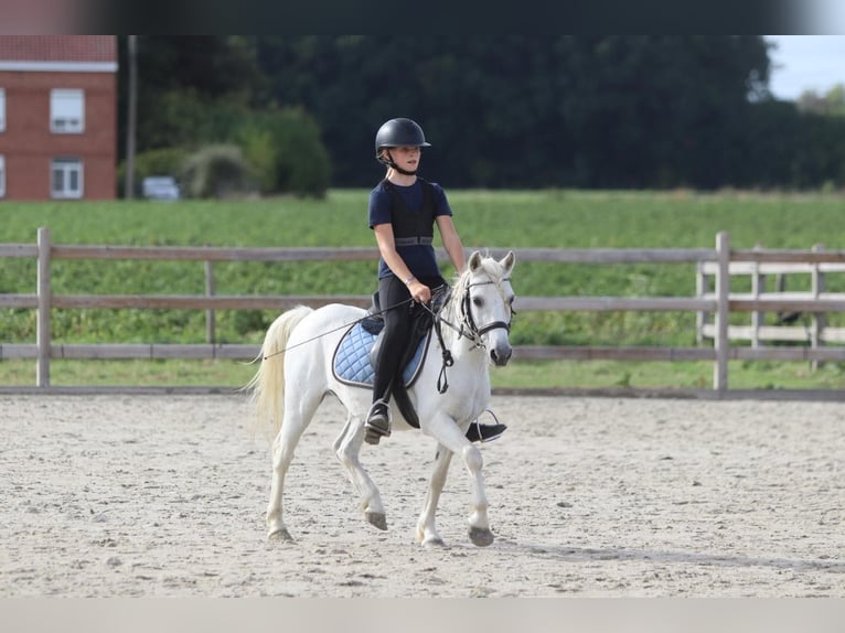 Altri pony/cavalli di piccola taglia Castrone 11 Anni 116 cm Bianco in Pepingen