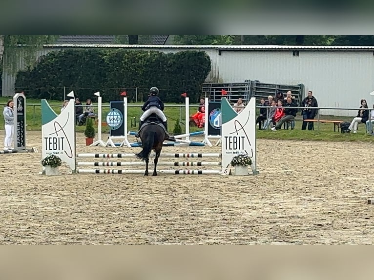 Altri pony/cavalli di piccola taglia Castrone 11 Anni 128 cm Baio scuro in Waldbr&#xF6;l