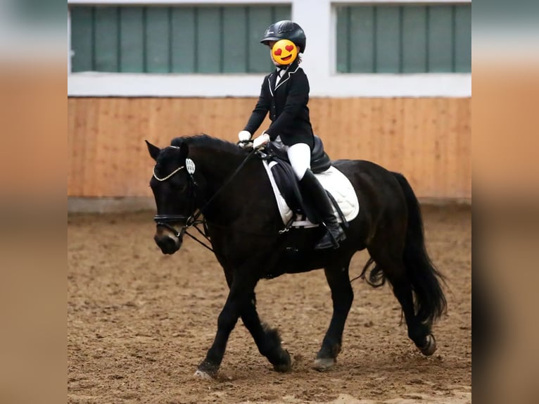 Altri pony/cavalli di piccola taglia Castrone 11 Anni 128 cm Baio scuro in Waldbr&#xF6;l