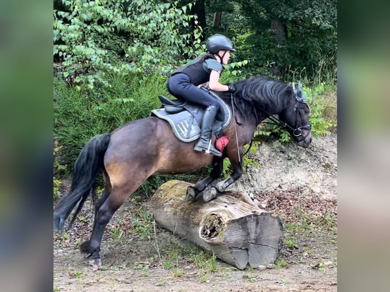 Altri pony/cavalli di piccola taglia Castrone 11 Anni 128 cm Baio scuro in Waldbr&#xF6;l