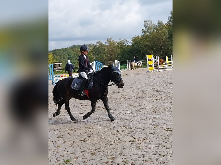 Altri pony/cavalli di piccola taglia Castrone 11 Anni 128 cm Baio scuro in Waldbr&#xF6;l