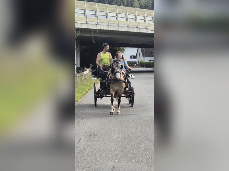 Altri pony/cavalli di piccola taglia Castrone 11 Anni 130 cm Pelle di daino in Leoben