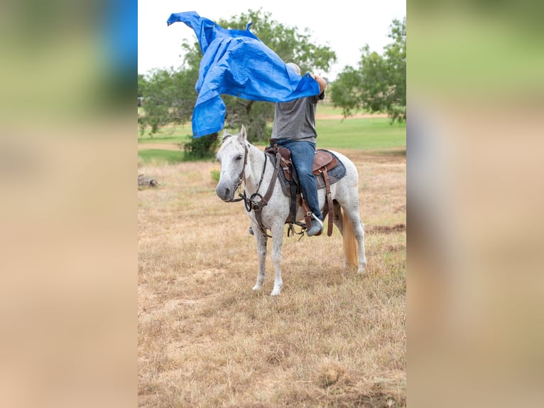 Altri pony/cavalli di piccola taglia Castrone 11 Anni 132 cm Grigio in Stockdale