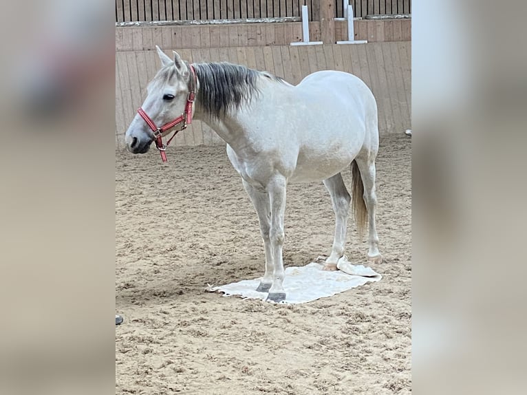 Altri pony/cavalli di piccola taglia Castrone 11 Anni 142 cm Grigio in Weistrach