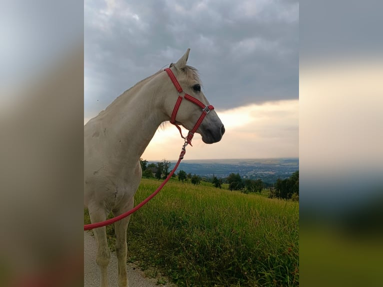 Altri pony/cavalli di piccola taglia Castrone 11 Anni 142 cm Grigio in Weistrach