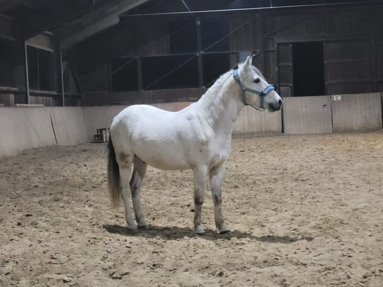 Altri pony/cavalli di piccola taglia Castrone 11 Anni 142 cm Grigio in Weistrach