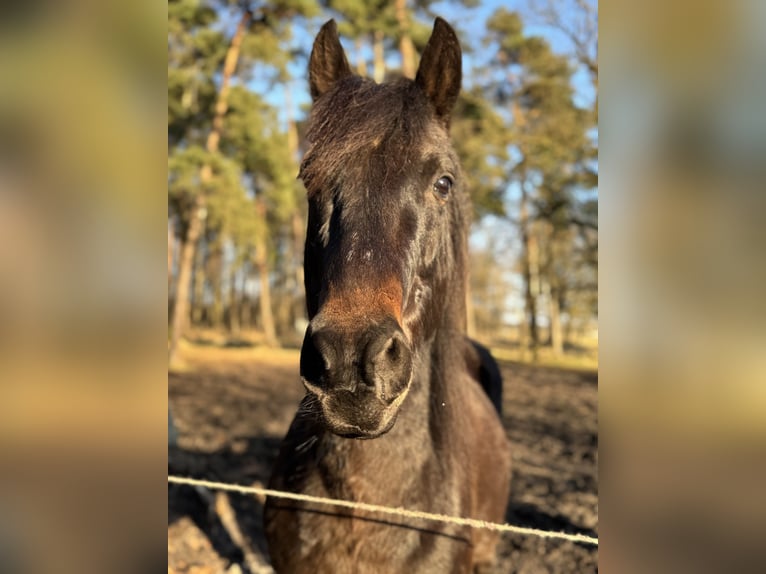 Altri pony/cavalli di piccola taglia Mix Castrone 11 Anni 143 cm Baio nero in Ribbesbüttel