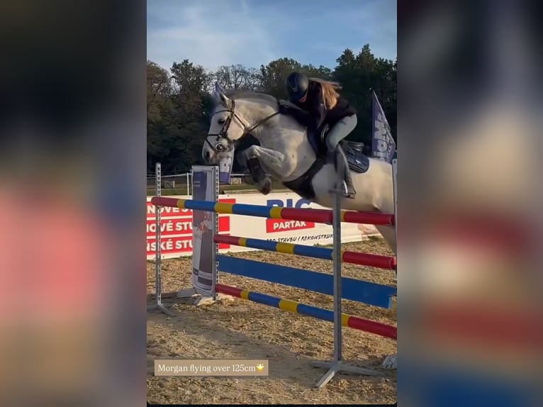 Altri pony/cavalli di piccola taglia Castrone 11 Anni 143 cm Grigio in Prag