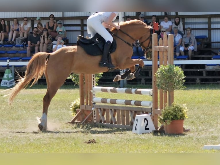 Altri pony/cavalli di piccola taglia Castrone 11 Anni 146 cm Sauro in Zülow