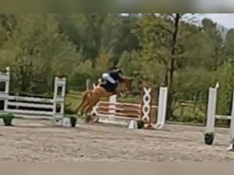 Altri pony/cavalli di piccola taglia Castrone 11 Anni 146 cm Sauro in Zülow