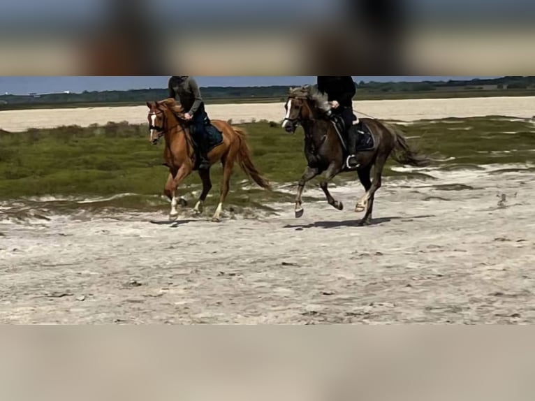 Altri pony/cavalli di piccola taglia Castrone 11 Anni 146 cm Sauro in Zülow