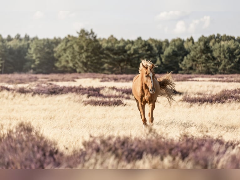 Altri pony/cavalli di piccola taglia Castrone 11 Anni 146 cm Sauro in Zülow