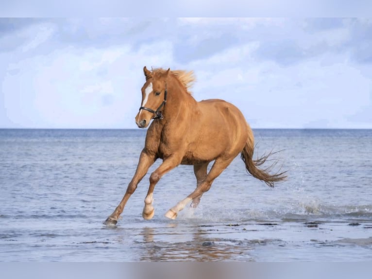 Altri pony/cavalli di piccola taglia Castrone 11 Anni 146 cm Sauro in Zülow