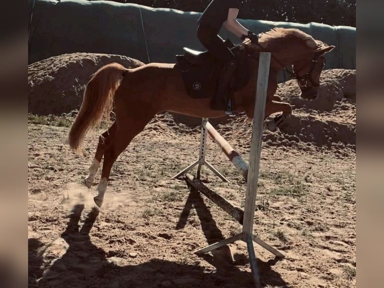 Altri pony/cavalli di piccola taglia Castrone 11 Anni 146 cm Sauro in Zülow