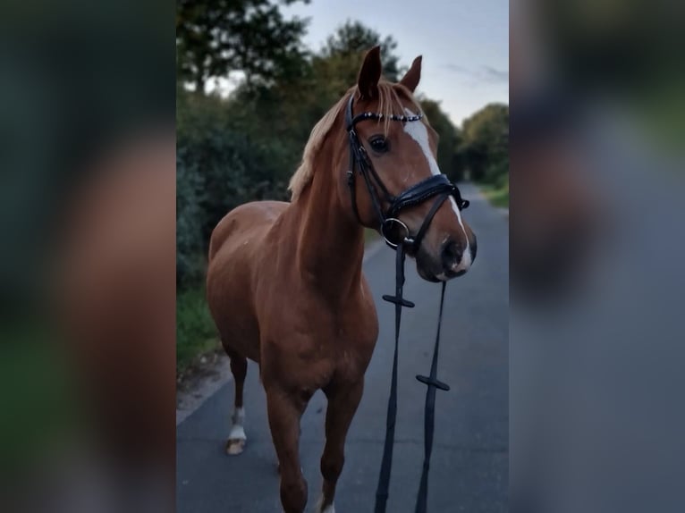 Altri pony/cavalli di piccola taglia Castrone 11 Anni 146 cm Sauro in Zülow