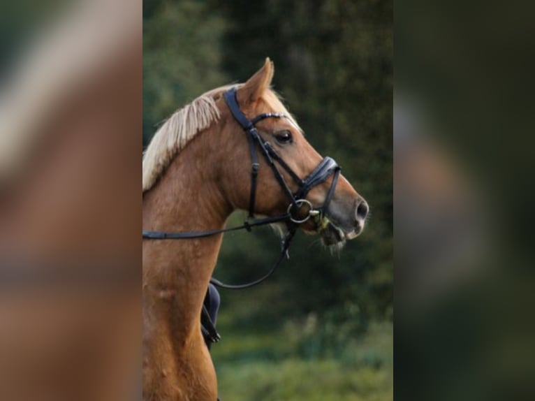 Altri pony/cavalli di piccola taglia Castrone 11 Anni 146 cm Sauro in Zülow