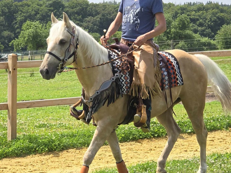 Altri pony/cavalli di piccola taglia Castrone 11 Anni 148 cm Palomino in Linkenbach
