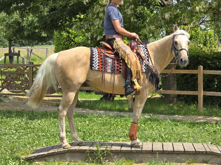 Altri pony/cavalli di piccola taglia Castrone 11 Anni 148 cm Palomino in Linkenbach