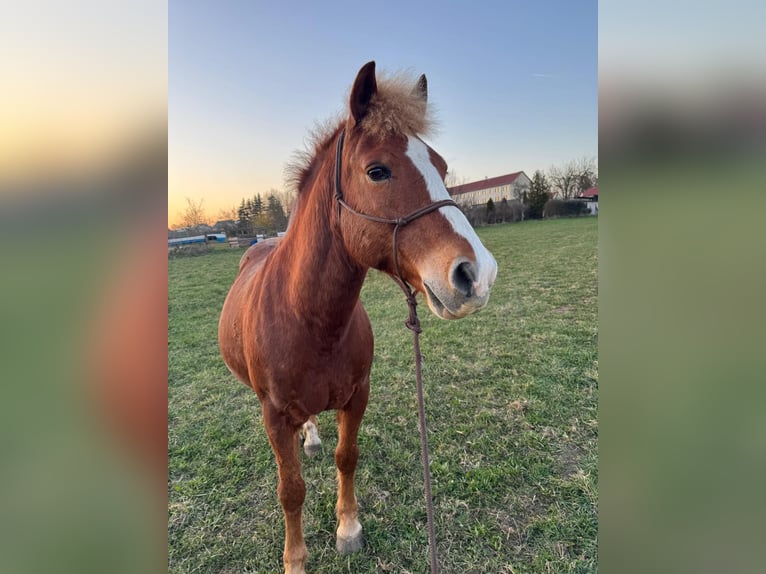 Altri pony/cavalli di piccola taglia Castrone 11 Anni 150 cm Sauro in Parchim