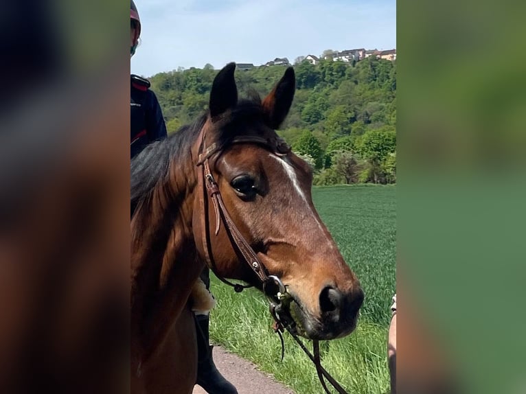 Altri pony/cavalli di piccola taglia Mix Castrone 11 Anni 155 cm Baio scuro in Überherrn