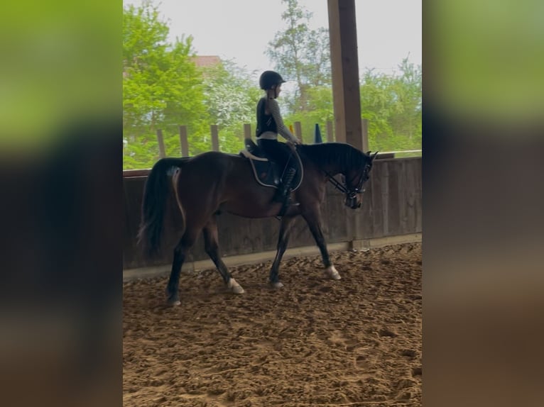 Altri pony/cavalli di piccola taglia Mix Castrone 11 Anni 155 cm Baio scuro in Überherrn