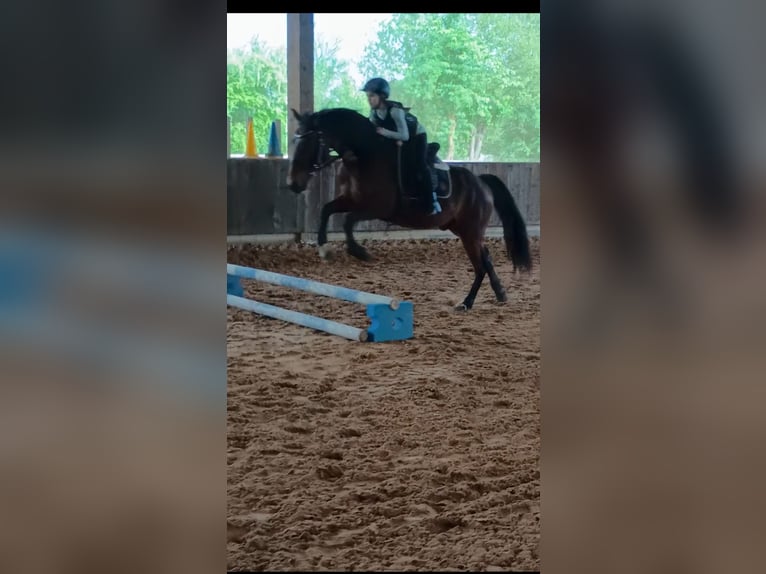 Altri pony/cavalli di piccola taglia Mix Castrone 11 Anni 155 cm Baio scuro in Überherrn