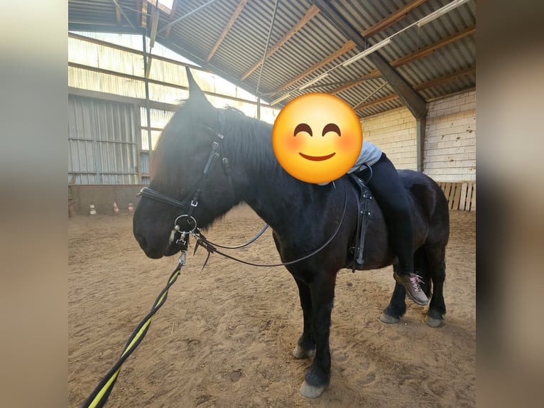 Altri pony/cavalli di piccola taglia Mix Castrone 11 Anni 157 cm Baio nero in Kempen