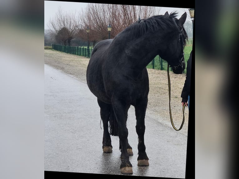 Altri pony/cavalli di piccola taglia Mix Castrone 11 Anni 157 cm Baio nero in Kempen