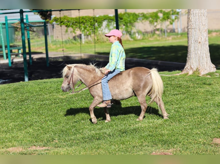 Altri pony/cavalli di piccola taglia Castrone 11 Anni 89 cm  in Edgewood