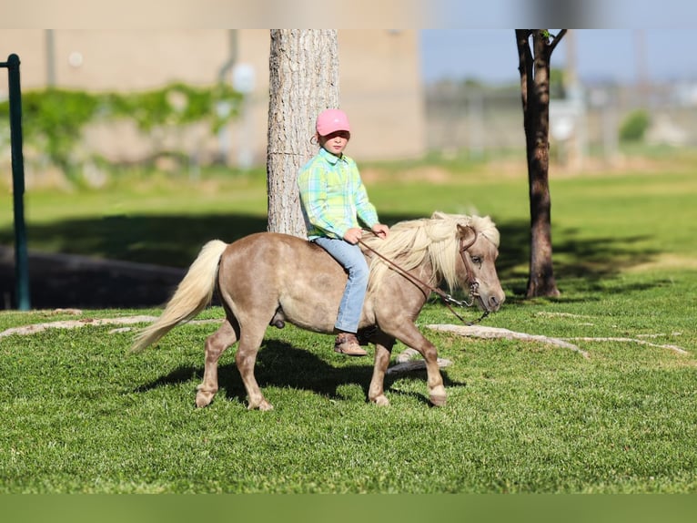 Altri pony/cavalli di piccola taglia Castrone 11 Anni 89 cm  in Edgewood