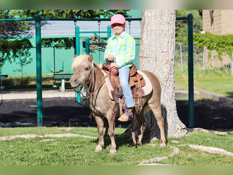 Altri pony/cavalli di piccola taglia Castrone 11 Anni 89 cm  in Edgewood