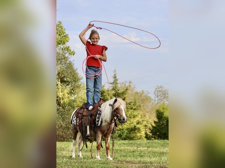 Altri pony/cavalli di piccola taglia Castrone 11 Anni 89 cm Pezzato in Sedalia