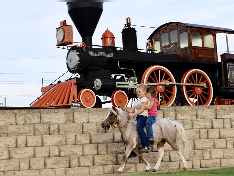 Altri pony/cavalli di piccola taglia Castrone 11 Anni 89 cm Pezzato in Sedalia