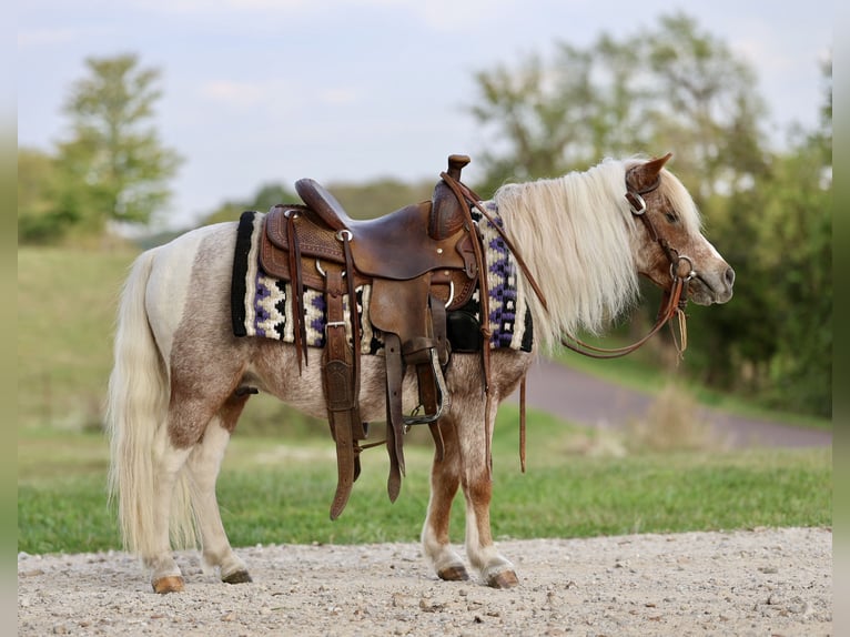 Altri pony/cavalli di piccola taglia Castrone 11 Anni 89 cm Pezzato in Sedalia