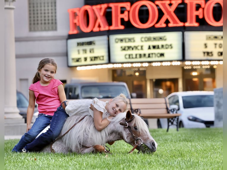 Altri pony/cavalli di piccola taglia Castrone 11 Anni 89 cm Pezzato in Sedalia