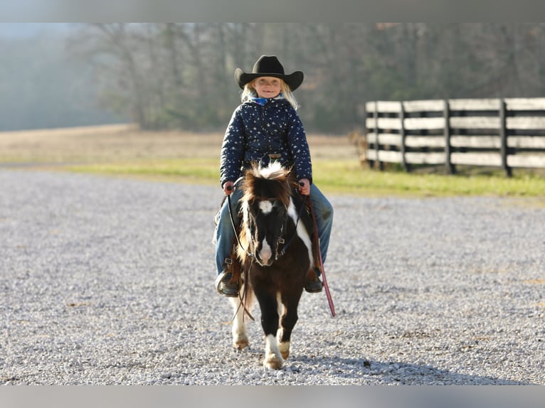 Altri pony/cavalli di piccola taglia Castrone 11 Anni 91 cm Pezzato in Mount Vernon