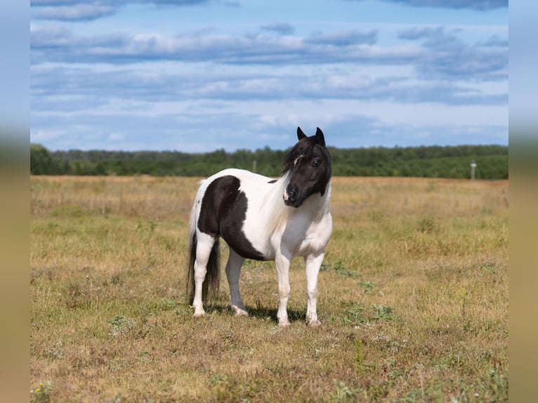 Altri pony/cavalli di piccola taglia Castrone 11 Anni 91 cm Pezzato in Nevis