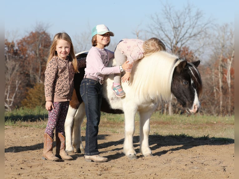Altri pony/cavalli di piccola taglia Castrone 11 Anni 95 cm Pezzato in Bellevue