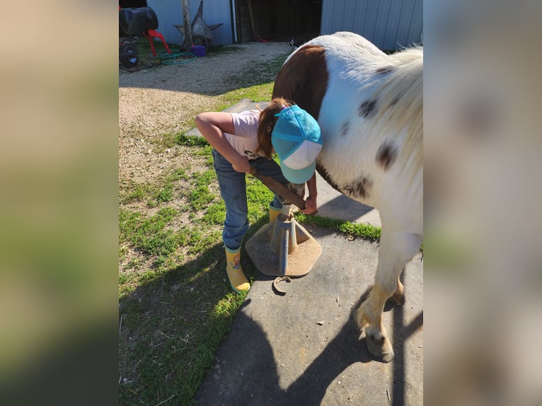 Altri pony/cavalli di piccola taglia Castrone 11 Anni 95 cm Pezzato in Bellevue
