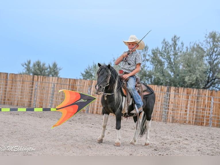 Altri pony/cavalli di piccola taglia Castrone 11 Anni 97 cm Pezzato in Rigby