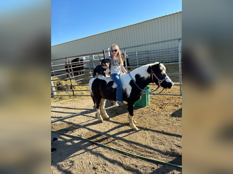 Altri pony/cavalli di piccola taglia Castrone 12 Anni 102 cm Pezzato in Brandon