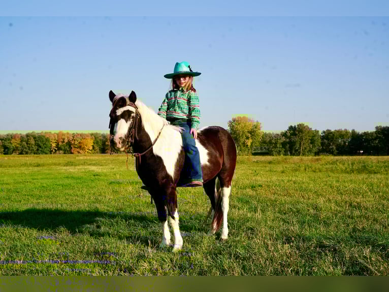 Altri pony/cavalli di piccola taglia Castrone 12 Anni 102 cm Pezzato in Brandon