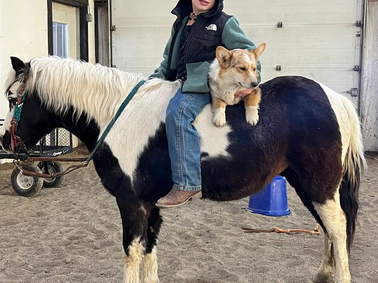 Altri pony/cavalli di piccola taglia Castrone 12 Anni 102 cm Pezzato in Brandon