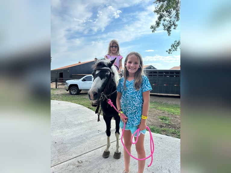 Altri pony/cavalli di piccola taglia Castrone 12 Anni 102 cm Pezzato in Brandon