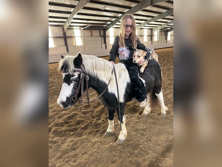 Altri pony/cavalli di piccola taglia Castrone 12 Anni 102 cm Pezzato in Brandon