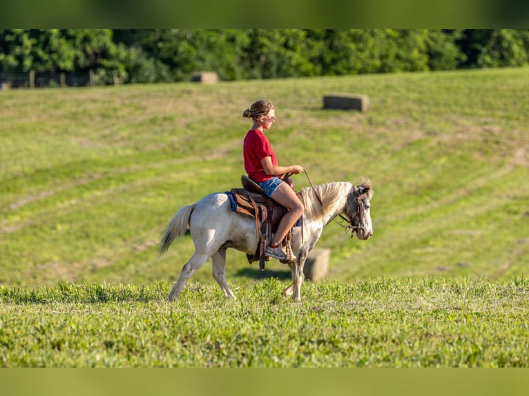 Altri pony/cavalli di piccola taglia Castrone 12 Anni 102 cm Pezzato in Ewing