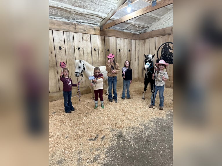 Altri pony/cavalli di piccola taglia Castrone 12 Anni 102 cm Pezzato in Brandon