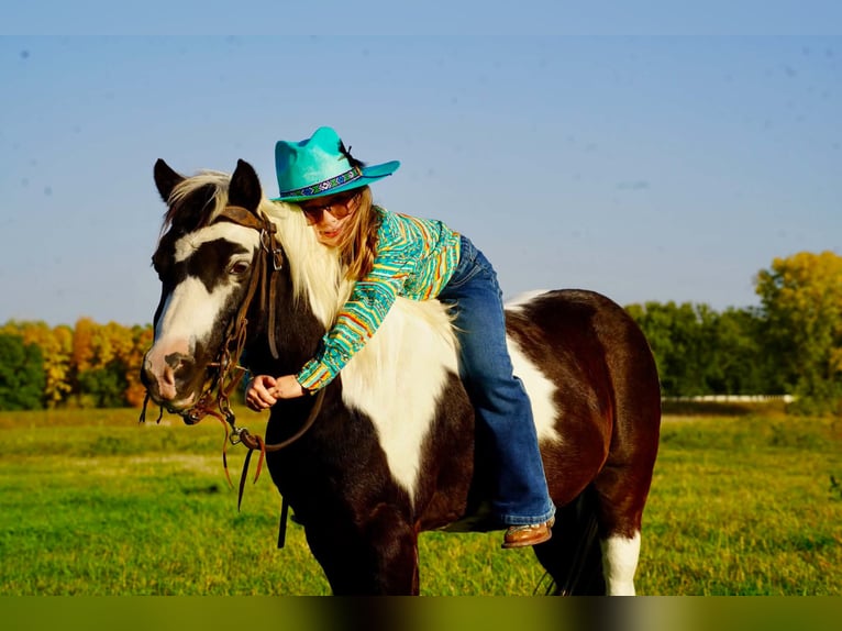 Altri pony/cavalli di piccola taglia Castrone 12 Anni 102 cm Pezzato in Brandon
