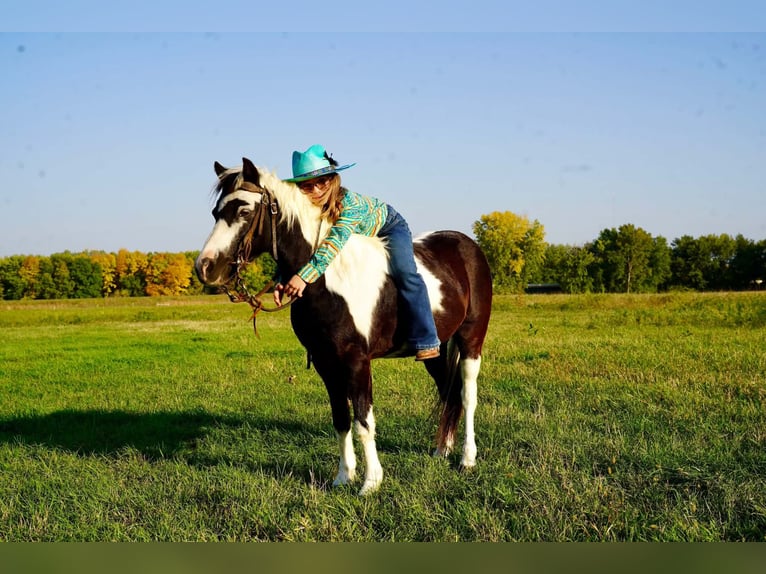 Altri pony/cavalli di piccola taglia Castrone 12 Anni 102 cm Pezzato in Brandon